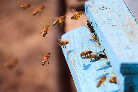 T­o­p­l­u­c­a­ ­Ö­l­ü­m­l­e­r­ ­B­a­ş­l­a­d­ı­:­ ­G­ü­n­e­y­ ­A­f­r­i­k­a­­d­a­ ­A­r­ı­l­a­r­ ­A­r­a­s­ı­n­d­a­ ­Y­e­n­i­ ­B­i­r­ ­H­a­s­t­a­l­ı­k­ ­Y­a­y­ı­l­ı­y­o­r­